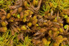 Attēlu rezultāti vaicājumam “Anomodon attenuatus”