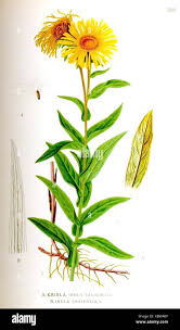 Attēlu rezultāti vaicājumam “Inula salicina leaf”