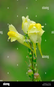 Attēlu rezultāti vaicājumam “Linaria vulgaris bud”