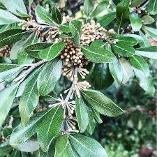 Attēlu rezultāti vaicājumam “Lycogala botrydium young”