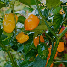 Afbeeldingsresultaat voor orange habanero hot pepper