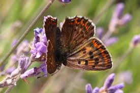 Attēlu rezultāti vaicājumam “Lycaena tityrus female”
