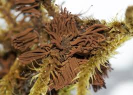 Attēlu rezultāti vaicājumam “Stemonitis sp.”