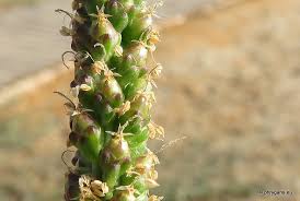 Attēlu rezultāti vaicājumam “Plantago major subsp. intermedia”