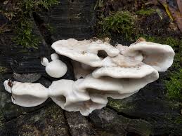 Attēlu rezultāti vaicājumam “Bjerkandera fumosa”