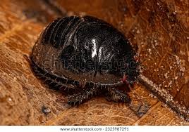 Attēlu rezultāti vaicājumam “Cydnidae”