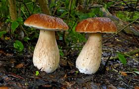 Attēlu rezultāti vaicājumam “Boletus edulis”
