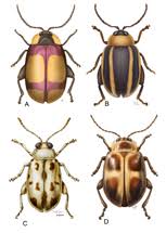 Attēlu rezultāti vaicājumam “Alticinae”