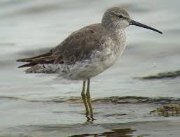 Image result for Calidris himantopus