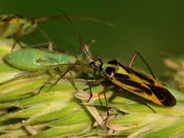 Attēlu rezultāti vaicājumam “Stenotus binotatus male”