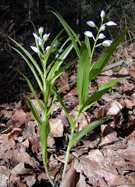 Attēlu rezultāti vaicājumam “Cephalanthera longifolia”