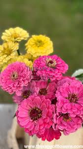Image result for Zinnia elegans