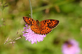 Attēlu rezultāti vaicājumam “Brenthis daphne underside”