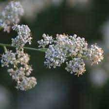 Attēlu rezultāti vaicājumam “Lepidium latifolium flower”