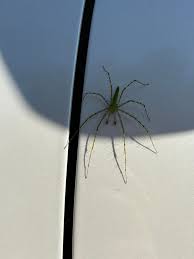 Attēlu rezultāti vaicājumam “Trichia longipalpis macro”