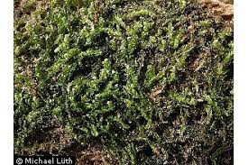 Attēlu rezultāti vaicājumam “Odontoschisma denudatum”