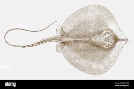 Image result for Hypanus sabinus