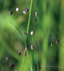 Attēlu rezultāti vaicājumam “Briza media flower”