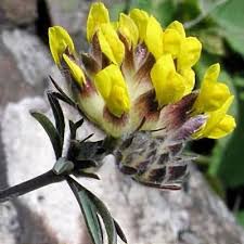 Image result for Anthyllis vulneraria