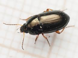 Attēlu rezultāti vaicājumam “Amara sp.”