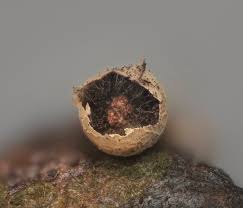 Attēlu rezultāti vaicājumam “Diderma hemisphaericum young”