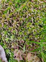 Attēlu rezultāti vaicājumam “Sphagnum quinquefarium”