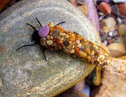 Attēlu rezultāti vaicājumam “Trichoptera”