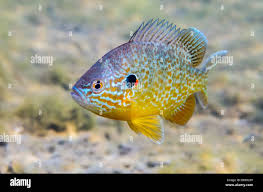 Image result for Lepomis gibbosus