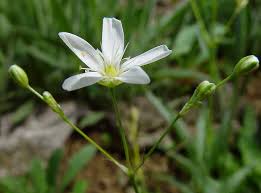 Attēlu rezultāti vaicājumam “Arenaria procera leaf”