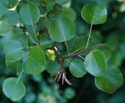 Attēlu rezultāti vaicājumam “Pyrus pyraster leaf”