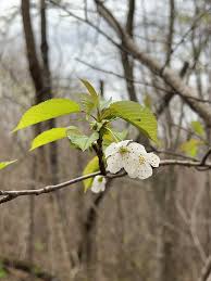 Attēlu rezultāti vaicājumam “Prunus avium flower”