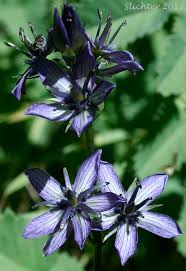 Attēlu rezultāti vaicājumam “Swertia perennis flower”
