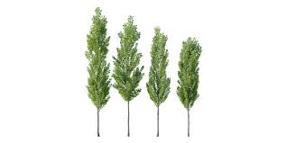 Attēlu rezultāti vaicājumam “Populus nigra”