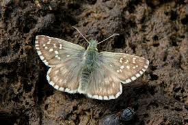 Attēlu rezultāti vaicājumam “Pyrgus serratulae”