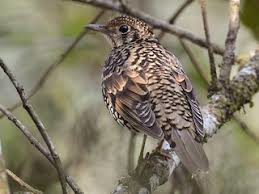 Image result for Zoothera dauma