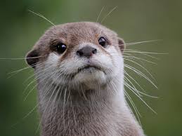 Image result for Otters Old Time Dance Club