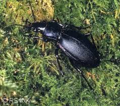 Attēlu rezultāti vaicājumam “Carabus violaceus”