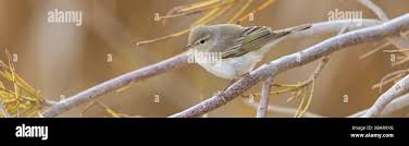 Image result for Phylloscopus orientalis