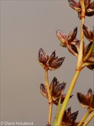 Attēlu rezultāti vaicājumam “Juncus articulatus”