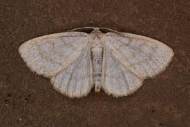 Attēlu rezultāti vaicājumam “Cabera exanthemata”