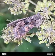 Attēlu rezultāti vaicājumam “Mniotype satura”