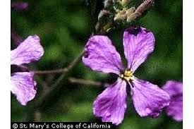 Image result for Raphanus sativus ssp. Oleiformes