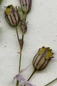 Image result for Lychnis flos-cuculi