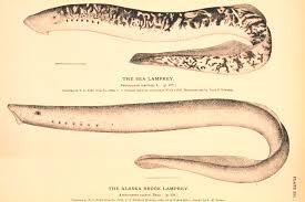 Image result for Lethenteron camtschaticum