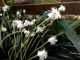 Attēlu rezultāti vaicājumam “Carex dioica male flower”