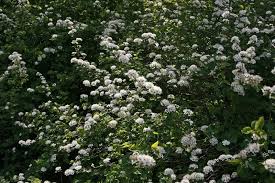 Attēlu rezultāti vaicājumam “Spiraea chamaedryfolia”