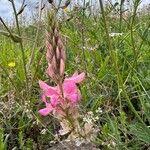 Attēlu rezultāti vaicājumam “Onobrychis arenaria leaf”