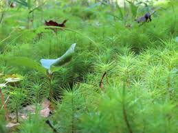 Attēlu rezultāti vaicājumam “Polytrichum juniperinum sporophyte”