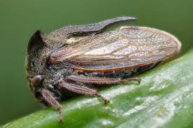 Attēlu rezultāti vaicājumam “Centrotus cornutus”