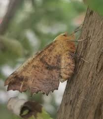 Attēlu rezultāti vaicājumam “Ennomos autumnaria”